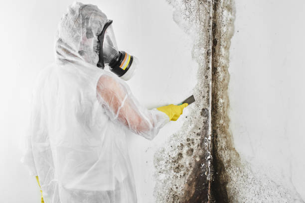 Best Commercial Mold Remediation in Hinesville, GA